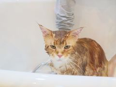 -momokira米努特·德文卷毛猫·棉花面纱犬