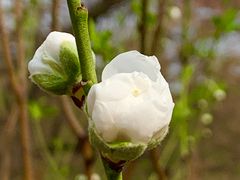 -桃花涧