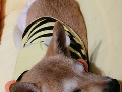 -逗柴咖啡屋·狗咖猫咖宠物桌游
