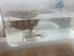 -灵龟之家百象馆(百象馆联合旗舰店)