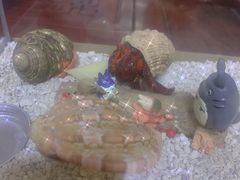 -中环花鸟鱼虫市场