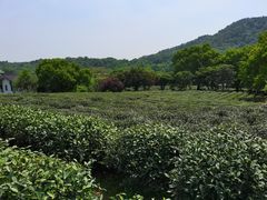 -中国茶叶博物馆(双峰馆区)
