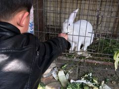 -小鱼草莓采摘园农家乐·小鱼餐厅