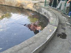 -保定市动物园