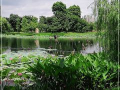 -映月湖公园