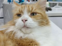 -喵园·猫主题咖啡厅·撸猫·猫咖(国贸店)