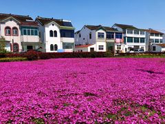 -鹅湖玫瑰文化园