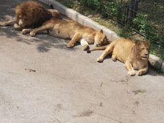 -大连森林动物园