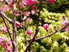 -南汇桃花村