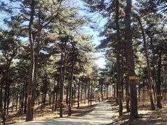 -北京西山国家森林公园