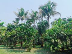 -中国科学院西双版纳热带植物园
