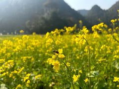 -万峰林风景区