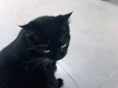 -Heymao猫咖.咖啡厅(东门店)