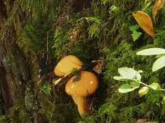 -峡谷浮石林景区