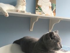 -喵的天空名猫咖啡馆·撸猫·猫舍·用品