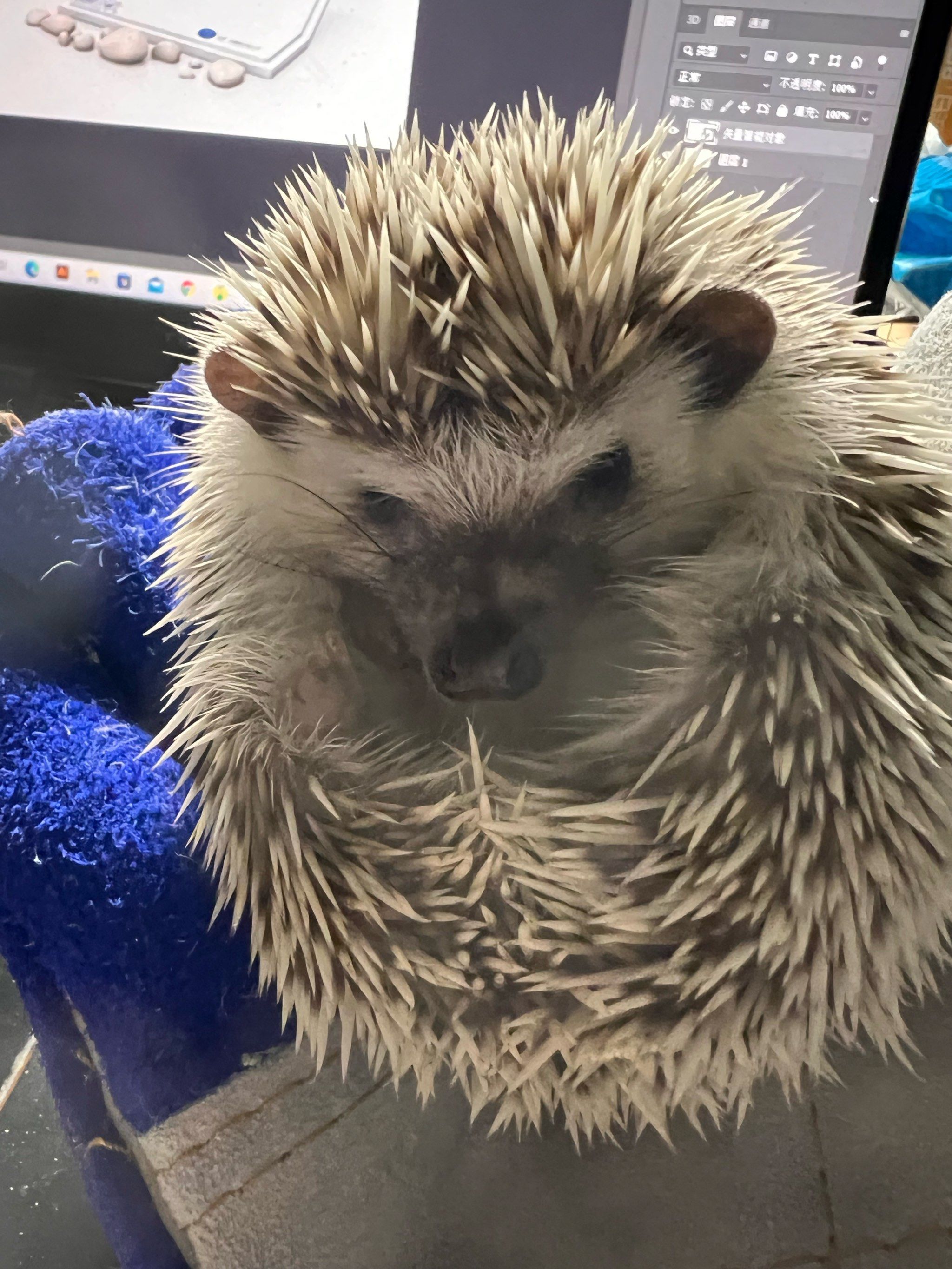 刺猬萌宠