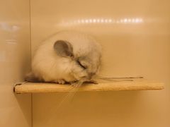 -龙猫仔乐园(惠福东路店)