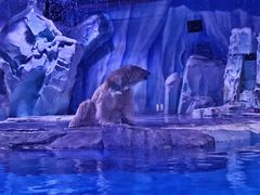 -上海海昌海洋公园-冰山北极馆