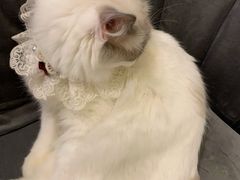 -喵喵咪呀布偶猫咖(春熙路店)