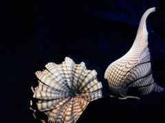 灯光秀-贝壳梦幻世界