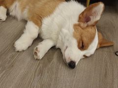 -浣熊柯尔鸭土拨鼠·电玩咖