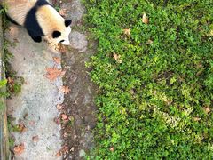 -都江堰中华大熊猫苑