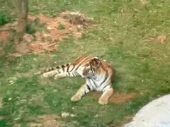 -泉州海丝野生动物世界