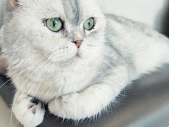 -飞行喵MR PILOT|猫舍·猫咖(静安大融城店)