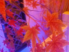 -庭院江南菜•烤鸭•非遗传承(丰台总部基地店)