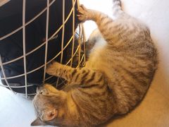 -猫儿山۰猫主题餐厅
