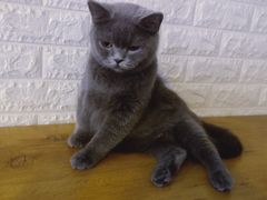 -平行世界·猫咖(首经贸店)