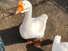 -前小桔亲子创意农场·草莓采摘·露营烧烤