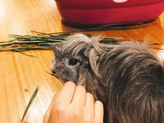 -藦茜花园宠物主题亲子互动体验馆(国顺东路店)
