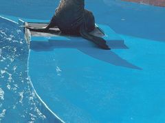 -上海海昌海洋公园