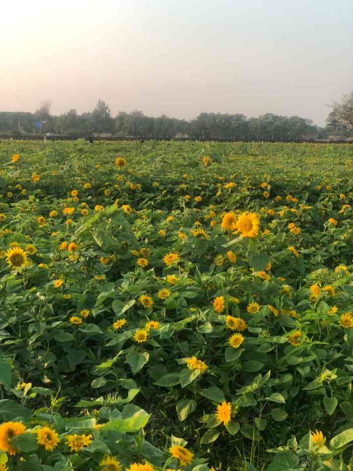 潭牛花海-"朋友约了几次,因为太累或是天气原因拖了几.