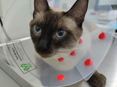 -北京恒爱动物医院(清景园分院)