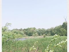 -西湖风景区-江洋畈生态公园