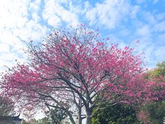 -均和墟历史街区-平和大押