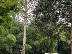 -中国科学院西双版纳热带植物园