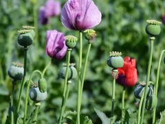 -国家植物园南园