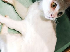 -猫色咖啡·猫咖