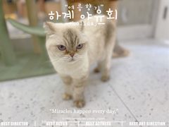 -喵园·猫主题咖啡厅·撸猫·猫咖(国贸店)