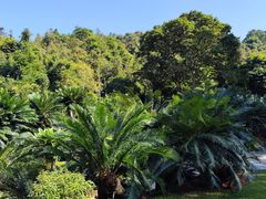 -深圳仙湖植物园