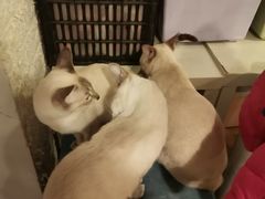 -Cappucimeow猫咪咖啡馆(韦伯时代店)