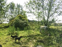 -铁山坪森林公园