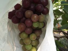 -马陆小张葡萄园农家乐