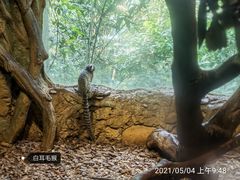 -广州长隆野生动物世界