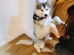 -Husky Go! 哈士奇体验馆·宠物咖啡厅狗咖