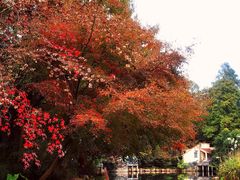 -上海共青森林公园