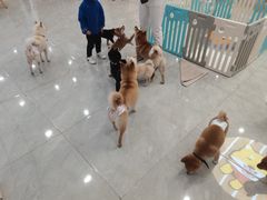 -柴犬小屋·柴餐厅·狗咖食堂(金鼎广场店)